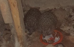 ёжики для йожика :)