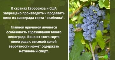 брага из любого растительного сырья содержит метанол по определению