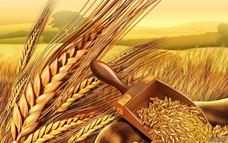 Может просто пшеницу посеять? Ах да, это же в России расти будет
