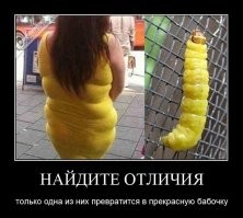 Удивительные бабочки могут быть прелестны и в образе гусеницы