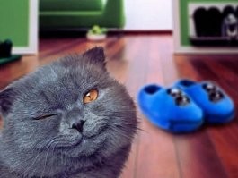 Хозяйка не захотела делиться с котом лакомством
