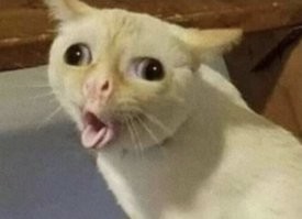 Попробовал