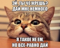 Хозяйка не захотела делиться с котом лакомством