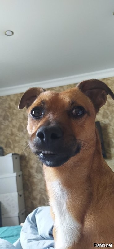 У моего собакена тоже часто после зевания щечки в зубах застревают)