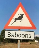 Вот здесь какая проблема? Дорожный знак стандартный, аналогичный нашему 1.27 "Дикие животные". Ниже - уточняющая табличка. 

Или по мнению автора по пешеходному переходу тоже можно ходить только черным мужчинам?

А по надземному - только белым?