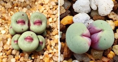 напомнило бехерит из мульта "Берсерк")