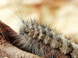 Мать-природа это давно придумала....