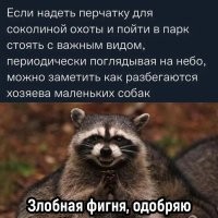 На чихуахуа надели шипованный жилет, чтобы спасти от птиц