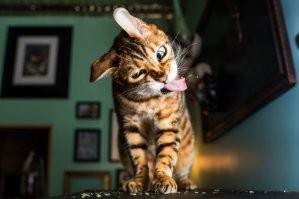 Коты - странные товарищи! 20+ кошачьих фото, которые поднимут настрой