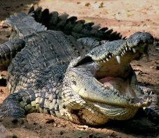 Существо такого размера, нуждалось бы в существенной кормой базе, что неизбежно отразилось бы на биосфере водоёма. К тому же, никто из нас не вечен, и для поддержания популяции, данных хищников было бы несколько, чтоб просуществовать столь долгое время. Дальние потомки динозавров до сих пор живут среди нас, просто мы к ним привыкли и не обращаем на них особого внимания, считая данный факт за данность.
Многие люди с просадкой в образовании, считают что динозавры вымерли от метеорита, хотя  это не так. Они вымирали десятки миллионов лет, трансформируясь и эволюционируя. И настоящая причина гибели динозавров как господствующего класса на планете - это мы. Точнее наши очень дальние-дальние предки, сродни енотам, которые были мелкие, теплокровные, юркие, и тырили у динозавров яица, мешая им нормально плодиться, заставляя эмигрировать с сытных биомов, в другие, где всякой нечисти было поменьше. Мы - метеорит который долбил динозавров миллионы лет, приведя их в упадок и придав забвению.