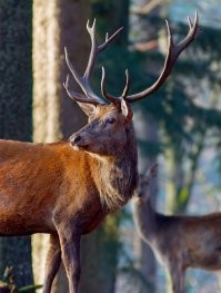 Да, и чтобы с гордостью носил благородные рога. 
 Короче, оленя ищут.
