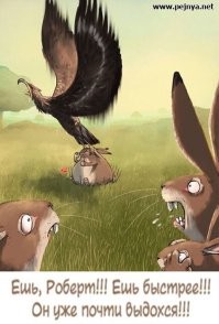 На чихуахуа надели шипованный жилет, чтобы спасти от птиц