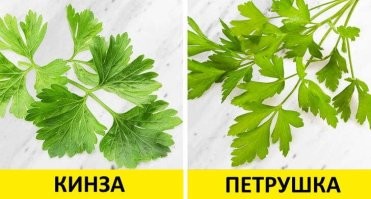 Петрушку от кинзы (кориандр) можно отличить по таким важным признакам:
у кинзы запах будет специфический, напоминает запах клопов
у кинзы листья более округлые
у петрушки листья крупнее, кроме того ярче и менее волнисты, чем у кинзы