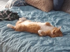 а я в парке поймал вот такого маленького испуганного котенка,  с полными ушами вшей и разбитым носом, а теперь вот такой стал)))))