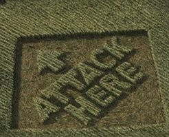 На кукурузном поле появился лабиринт, претендующий на мировой рекорд