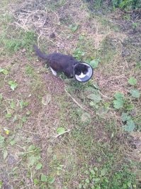 Этого деревенского кота зовут Мырдя. Когда-то давно я спросил что за кличка. Ответ был: Потомушто как Черномырдин.
 Мы зовём его Мырдос!