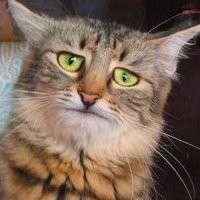 Неудачная попытка девочки потушить капусту