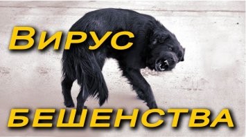 «Я человек! Я женщина! Я самка!»: в Башкирии автоледи покусала Кадырова