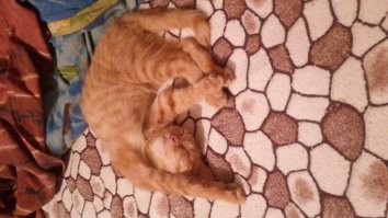 Вот этот хулиган меня также разбудил и я ушел на работу, а он тем временем...