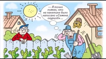 В стиле Фишек: промежуточные итоги дачного сезона 2022 года