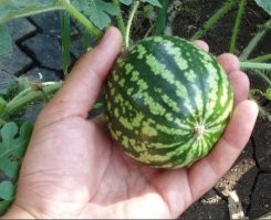 Может быть там мини арбузы)