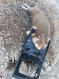 А это Генрих. Потому что Четвёртый. Косит всё, что растёт. Роет норы как метро. Сука та ещё.