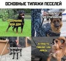 Столичный вор вынес из квартиры 130 тысяч и милого шпица