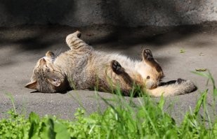 Кошка принимает солнечные ванны