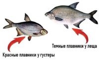 Это не подлещик и даже не густера, обрати внимание на верхний плавничок у хваста, ни подлещик, ни густера такой не имеет.

Но вот для лососёвых это характерная и отличительная черта.

Отсюда можно сделать вывод, что это рыба дизайнерская и без названия, такой рыбы просто не существует, ведь у карповых такого плавника нету.