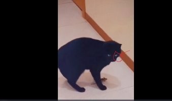 Че вы докопались утырки @ля...У котика один глаз не видит