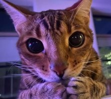 Бедный котик...