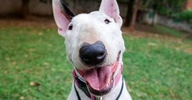 Ольга - Собака сутулая