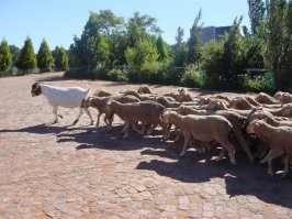 Какие наши?
Я вообще то родился вырос и живу в Санкт-Петербурге! 

Почему такие долбайобы как ты, всегда думают что если человек написал не то, что хочет видеть про-Путинские хмыри, то человек автоматически становится хохлом, либералом, канадцем, пендосом, гейропейцем. и т.д.... ????
У таких как ты, даже собственного мнения нет! Вы как стадо баранов, куда главный козёл пойдет, туда и вы!