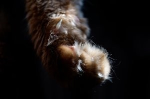 20+ фото мягких кошачьих лапок, которые избавят вас от стресса