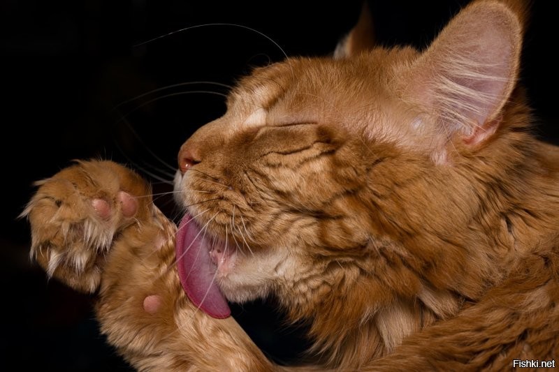 20+ фото мягких кошачьих лапок, которые избавят вас от стресса