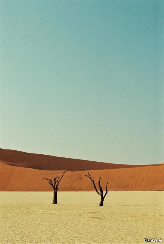 Пустыня Намиб в Намибии. Песок сюда несёт со стороны океана. Песку 5 миллионов лет. Из-за особенных ветров дюны здесь выше, чем где-либо, самая высокая - 388 метров. Оксид железа в песке придаёт ему красный оттенок.