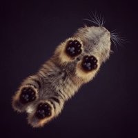 20+ фото мягких кошачьих лапок, которые избавят вас от стресса