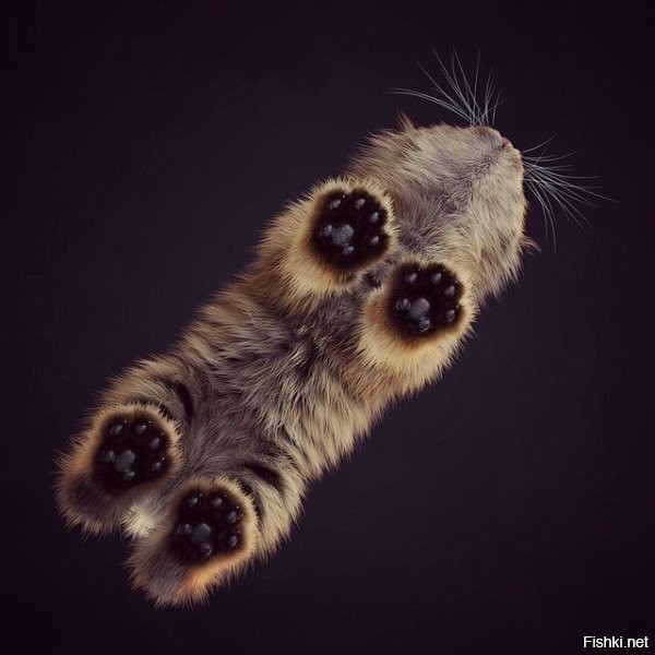 20+ фото мягких кошачьих лапок, которые избавят вас от стресса