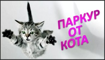 Рискованный прыжок кота с крыши