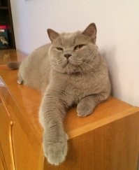 20+ фото мягких кошачьих лапок, которые избавят вас от стресса