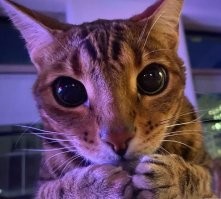 Рискованный прыжок кота с крыши