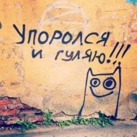 В Турции спасли медведя, опьяненного галлюциногенным мёдом
