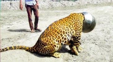 Что бывает, когда животные просят помощи у людей