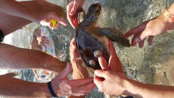 4 года назад это было в Турции (Кемер). Мы с семьёй там отдыхали. На общественный пляж выплыла небольшая морская черепаха. Люди увидели, начали брать её в руки, черепаха терпеливо всё выносила, не сопротивлялась даже. Через пару минут кто-то обратил внимание что левая ласта по низу вся утыкана старыми рыболовецкими крючками, нанизанными на одну леску. Видимо черепаха нечаянно насадилась на крючки и оборвала часть лески. Попытались выдернуть крючки руками, какой там. Кожа у черепахи толстая, крюки глубоко засели. Но у меня с собой в путешествиях солидный мультитул. Сбегал, открыл плоскогубцы, быстро все крючки извлёк (4 или 5 штук). Когда всё сделали и люди нафотографировались, черепаху отпустили в воду и она как ракета ушла на глубину. То есть это она умышленно выплыла к людям и просто лежала на поверхности, чтобы её заметили и помогли. Ну не умница? (фотки боком грузятся, не пойму в чём дело)