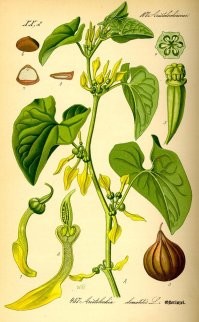 Вставлю свои пять копеек.
1. Кирказон, или аристолохия   это лиана, которая раньше использовалась в качестве лекарственного растения, а сейчас   только в роли декоративного (для озеленения арок и т.п.). Содержащееся в растении вещество   аристолоховая кислота   является сильнейшим канцерогеном, способствующим возникновению новообразований мочевыводящих путей и почек.

2. Хрен. Если он приживается, то уже не выведешь. Корни бывают больше метра в глубину. Восстанавливается с небольшого корешка.