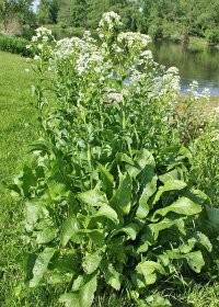 Вставлю свои пять копеек.
1. Кирказон, или аристолохия   это лиана, которая раньше использовалась в качестве лекарственного растения, а сейчас   только в роли декоративного (для озеленения арок и т.п.). Содержащееся в растении вещество   аристолоховая кислота   является сильнейшим канцерогеном, способствующим возникновению новообразований мочевыводящих путей и почек.

2. Хрен. Если он приживается, то уже не выведешь. Корни бывают больше метра в глубину. Восстанавливается с небольшого корешка.