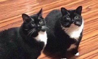 У семьи пропал кот, люди за несколько дней его нашли, а через неделю пришел еще один такой же кот