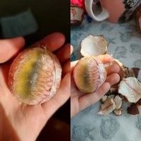 17 фруктов, ягод и других продуктов, которые выглядят совсем иначе без кожуры