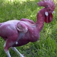 Очищенный медведь



бабуин



и петух