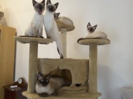 Круче одного кота, может быть только несколько котов